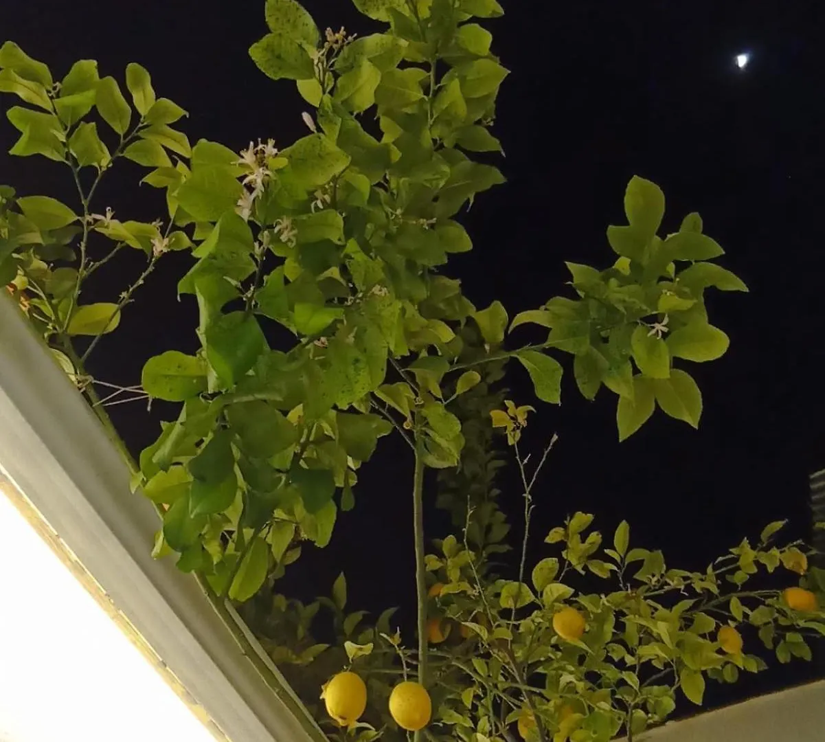 別荘 ルセナ La Casa Del Limoneroヴィラ